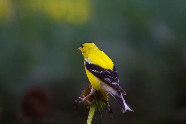 American Goldfinch Spinus Tristis Viewed Closeup — 스톡 사진