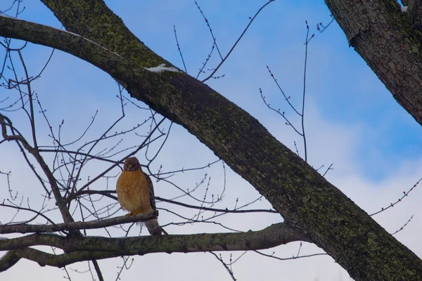 Falcão Ombros Vermelhos Buteo Lineatus Sentado Ramo Árvore — Fotografia de Stock