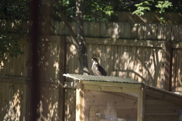 Arka Bahçede Sivri Uçlu Şahin Accipiter Striatus — Stok fotoğraf