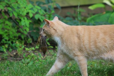 Krem Tekir Evcil Kısa Hava Kedisi
