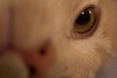 Krem Tekir Evcil Kısa Hava Kedisi