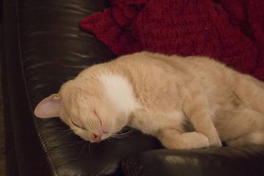 Krem Tekir Evcil Kısa Hava Kedisi