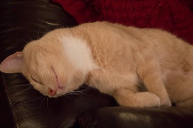 Krem Tekir Evcil Kısa Hava Kedisi