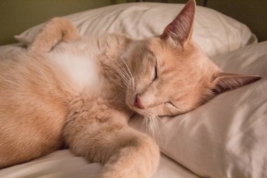 Krem Tekir Evcil Kısa Hava Kedisi