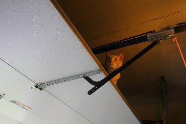 Krem Tekir Evcil Kısa Hava Kedisi