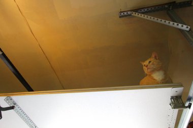 Krem Tekir Evcil Kısa Hava Kedisi