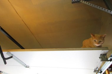 Krem Tekir Evcil Kısa Hava Kedisi