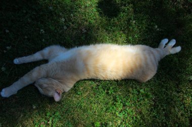 Krem Tekir Evcil Kısa Hava Kedisi