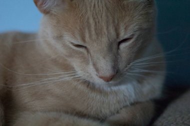 Krem Tekir Evcil Kısa Hava Kedisi