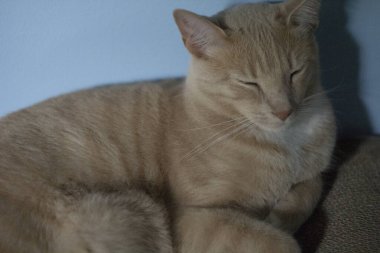 Krem Tekir Evcil Kısa Hava Kedisi