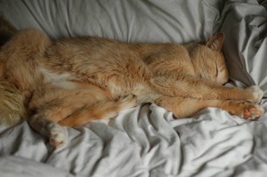 Krem Tekir Evcil Kısa Hava Kedisi