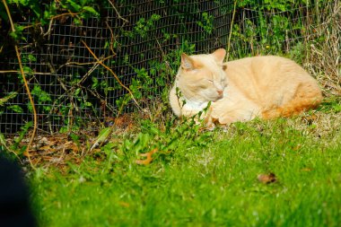 Krem Tekir Evcil Kısa Hava Kedisi