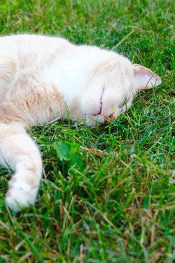 Krem Tekir Evcil Kısa Hava Kedisi