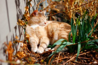 Krem Tekir Evcil Kısa Hava Kedisi