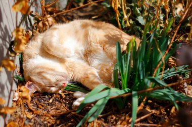 Krem Tekir Evcil Kısa Hava Kedisi