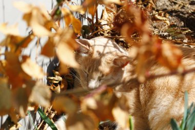Krem Tekir Evcil Kısa Hava Kedisi