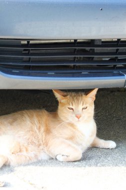 Krem Tekir Evcil Kısa Hava Kedisi