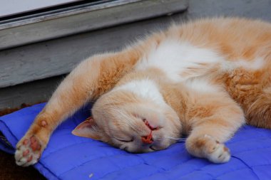 Krem Tekir Evcil Kısa Hava Kedisi