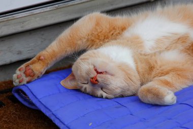 Krem Tekir Evcil Kısa Hava Kedisi