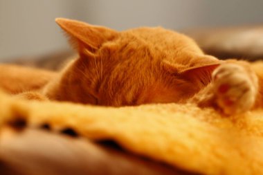 Krem Tekir Evcil Kısa Hava Kedisi