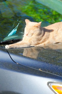 Krem Tekir Evcil Kısa Hava Kedisi