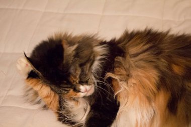 Olgun Maine Rakun Dişi Kedi