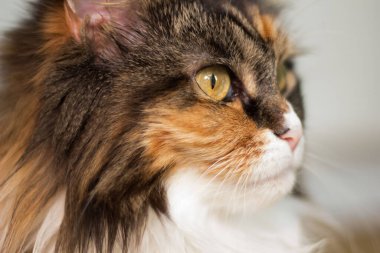 Olgun Maine Rakun Dişi Kedi