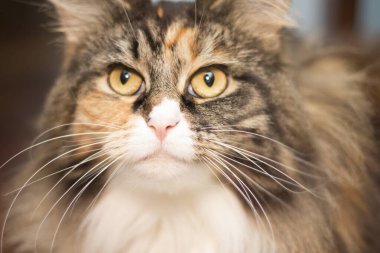 Olgun Maine Rakun Dişi Kedi