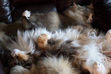 Maine Rakunu ve Ragamuffin Kedileri