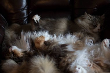 Maine Rakunu ve Ragamuffin Kedileri