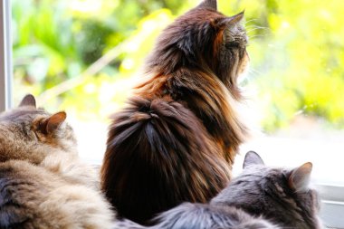 Maine Rakunu, Ragamuffin ve Orta Saçlı Kediler