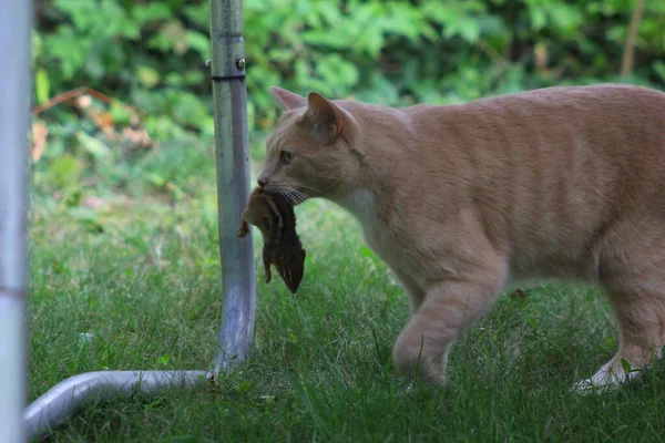 Crème Tabby Domestique Chat Poil Court — Photo