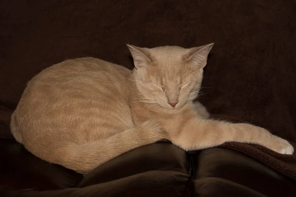 Creme Tabby Doméstico Shorthair Cat — Fotografia de Stock