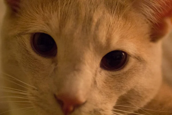 Śmietanka Tabby Krajowy Kot Kratkę — Zdjęcie stockowe