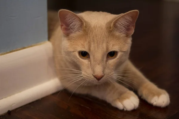 Cream Tabby Domestic Shorthair Cat — Stock Photo, Image