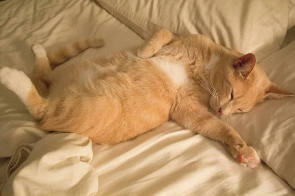 Κρέμα Tabby Εγχώρια Shorthair Cat — Φωτογραφία Αρχείου