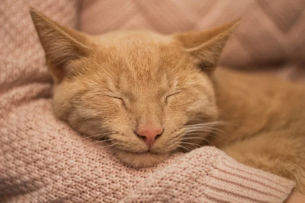 Cream Tabby Domestic Shorthair Cat — Stock Photo, Image