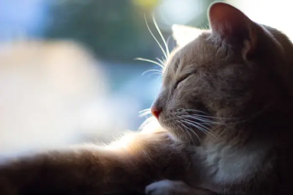 Cream Tabby Domestic Shorthair Cat — Stock Photo, Image