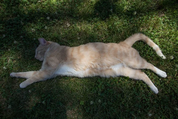 Cream Tabby Domestic Shorthair Cat — Stock Photo, Image