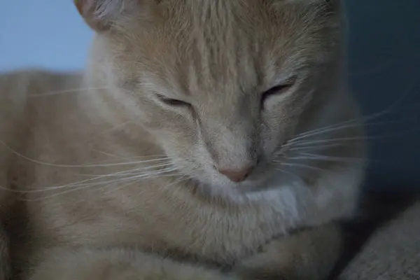 Κρέμα Tabby Εγχώρια Shorthair Cat — Φωτογραφία Αρχείου