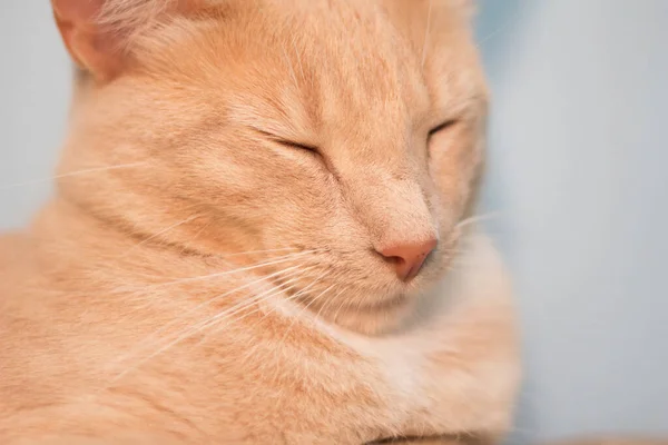 Cream Tabby Domestic Shorthair Cat — Stock Photo, Image