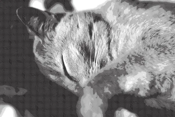 Creme Tabby Doméstico Shorthair Cat — Fotografia de Stock