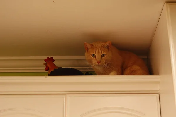 Кремовий Таббі Домашній Короткошерстий Кіт — стокове фото