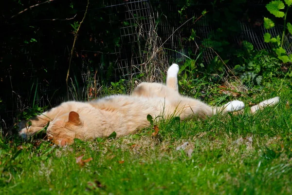 Cream Tabby Domestic Shorthair Cat — Stock Photo, Image