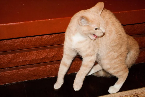 Кремовий Таббі Домашній Короткошерстий Кіт — стокове фото