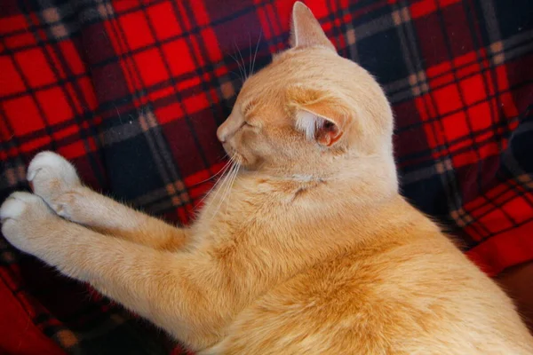 Cream Tabby Domestic Shorthair Cat — стоковое фото