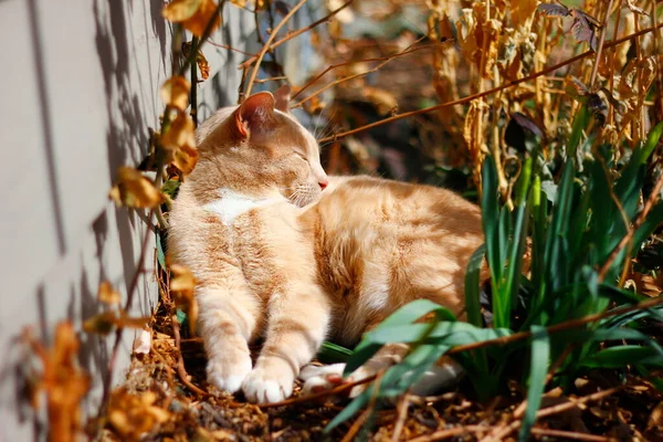 Cream Tabby Domestic Shorthair Cat — Stock Photo, Image