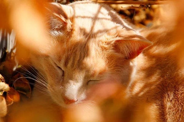 Cream Tabby Domestic Shorthair Cat — 스톡 사진