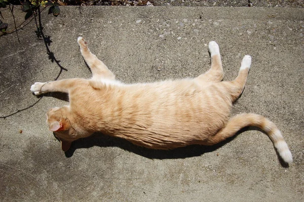 Creme Tabby Doméstico Shorthair Cat — Fotografia de Stock