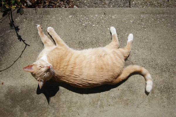 Creme Tabby Doméstico Shorthair Cat — Fotografia de Stock